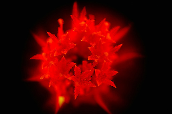 포토 JPG 식물 꽃 컬러 자연 근접촬영 사람없음 야외 빨간색 빛 어둠 국내포토 뷰포인트 생태계 파일형식