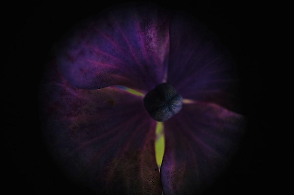 포토 JPG 식물 꽃 컬러 자연 근접촬영 사람없음 야외 보라색 어둠 국내포토 뷰포인트 생태계 파일형식