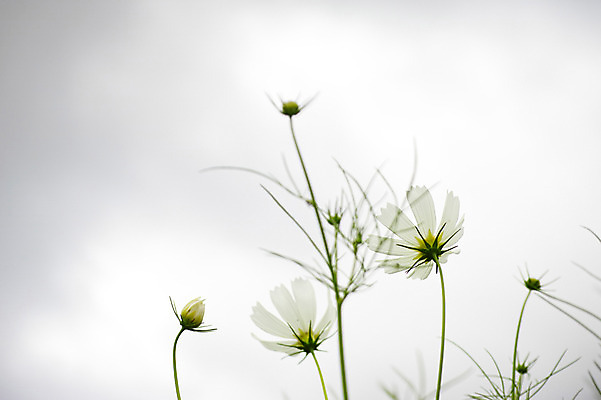포토 JPG 주간 식물 꽃 줄기 컬러 자연 하늘 근접촬영 사람없음 야외 흰색 코스모스 국내포토 자연요소 뷰포인트 생태계 파일형식