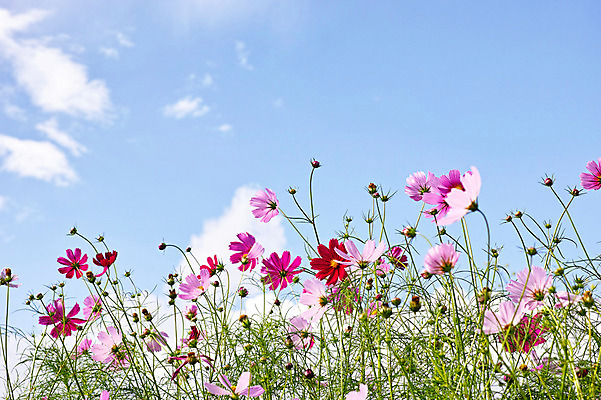 포토 JPG 주간 식물 구름 꽃 분홍색 컬러 꽃밭 자연 하늘 사람없음 야외 풀 코스모스 국내포토 자연요소 생태계 파일형식