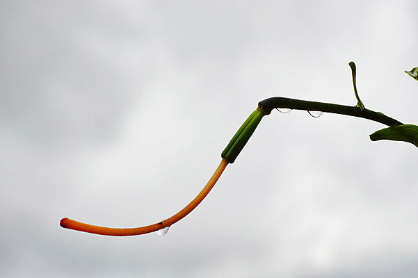 포토 JPG 주간 식물 꽃 컬러 자연 하늘 사람없음 야외 주황색 물방울 나뭇가지 꽃봉오리 국내포토 자연요소 나무 생태계 파일형식