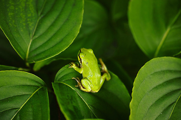 포토 JPG 주간 식물 동물 한마리 육지동물 야생동물 잎 파충류 개구리 사람없음 야외 국내포토 자연요소 1 양서류 파일형식