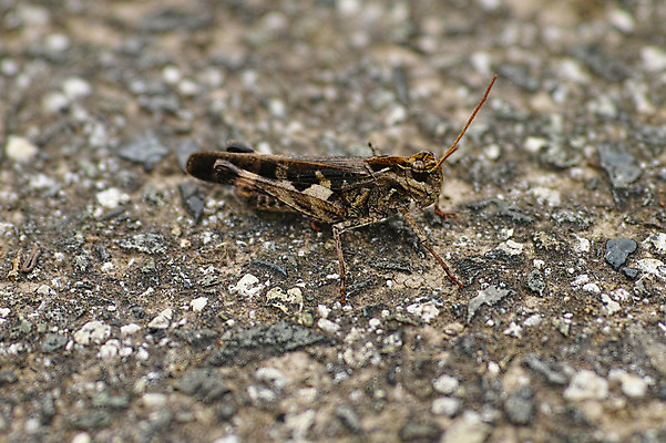 포토 JPG 주간 한마리 곤충 절지류 자연 거리 근접촬영 사람없음 야외 벌레 메뚜기 국내포토 자연요소 동물 1 뷰포인트 생태계 파일형식