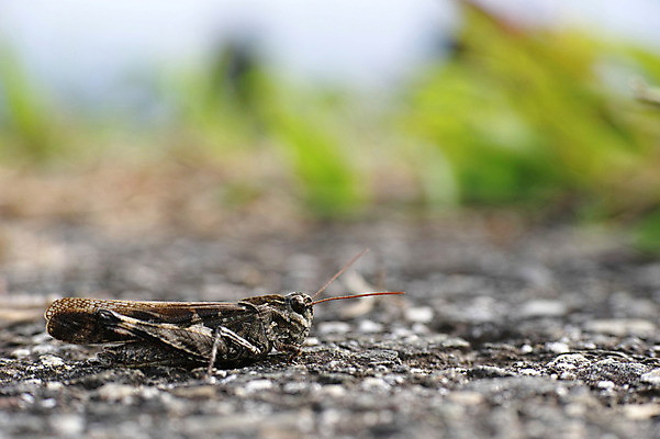 포토 JPG 주간 한마리 곤충 절지류 자연 거리 근접촬영 사람없음 야외 벌레 메뚜기 국내포토 자연요소 동물 1 뷰포인트 생태계 파일형식