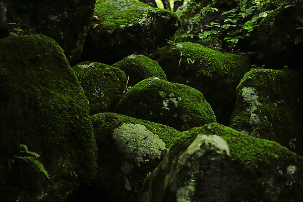 포토 JPG 주간 식물 컬러 잎 자연 이끼 사람없음 야외 초록색 돌_바위 바위 국내포토 자연요소 생태계 파일형식
