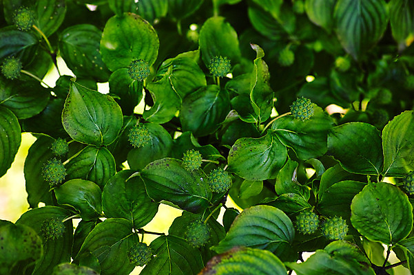 포토 JPG 주간 식물 열매 컬러 잎 자연 사람없음 야외 초록색 국내포토 자연요소 생태계 파일형식