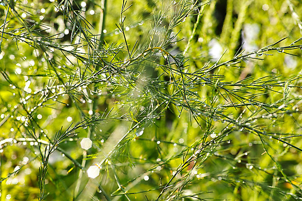 포토 JPG 주간 나무 식물 컬러 잎 자연 사람없음 야외 초록색 물방울 나뭇가지 국내포토 자연요소 생태계 파일형식