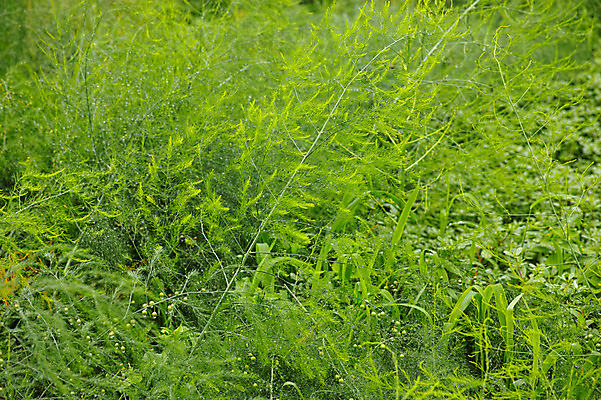 포토 JPG 주간 식물 컬러 잎 자연 초원 사람없음 야외 초록색 풀 국내포토 자연요소 생태계 파일형식