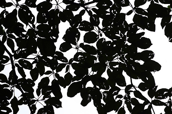 포토 JPG 주간 나무 식물 컬러 잎 자연 사람없음 야외 검은색 나뭇가지 국내포토 자연요소 생태계 파일형식