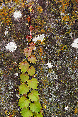 포토 JPG 주간 식물 벽 잎 이끼 사람없음 야외 덩굴 국내포토 자연요소 파일형식