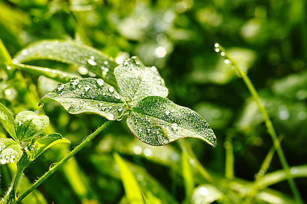 포토 JPG 주간 식물 컬러 잎 자연 사람없음 야외 초록색 물방울 풀 이슬 국내포토 자연요소 생태계 파일형식