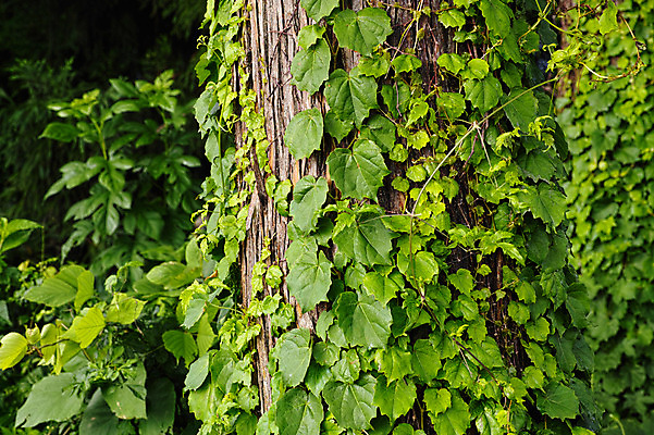 포토 JPG 주간 나무 식물 컬러 잎 자연 사람없음 야외 초록색 덩굴 국내포토 자연요소 생태계 파일형식