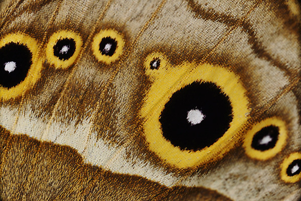포토 JPG 주간 한마리 곤충 무늬 절지류 자연 근접촬영 사람없음 야외 원형 벌레 국내포토 자연요소 도형 동물 1 뷰포인트 생태계 파일형식