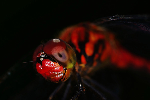 포토 JPG 주간 한마리 곤충 절지류 자연 근접촬영 사람없음 야외 벌레 잠자리 국내포토 자연요소 동물 1 뷰포인트 생태계 파일형식