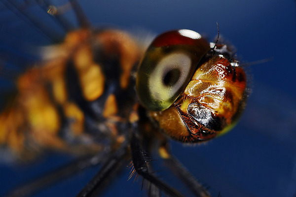 포토 JPG 주간 한마리 곤충 절지류 자연 근접촬영 사람없음 야외 벌레 벌 안구 국내포토 자연요소 동물 1 뷰포인트 신체부위 생태계 파일형식