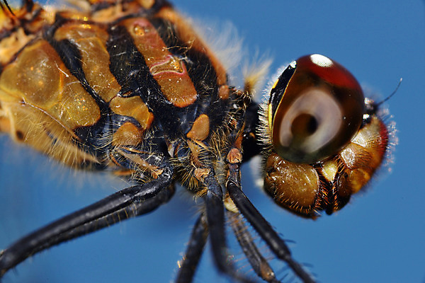 포토 JPG 주간 한마리 곤충 절지류 자연 근접촬영 사람없음 야외 벌레 벌 안구 국내포토 자연요소 동물 1 뷰포인트 신체부위 생태계 파일형식
