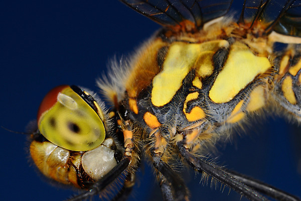 포토 JPG 주간 한마리 곤충 절지류 자연 근접촬영 사람없음 야외 벌레 벌 국내포토 자연요소 동물 1 뷰포인트 생태계 파일형식