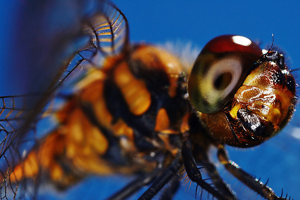 포토 JPG 주간 한마리 곤충 절지류 자연 근접촬영 사람없음 야외 벌레 벌 국내포토 자연요소 동물 1 뷰포인트 생태계 파일형식