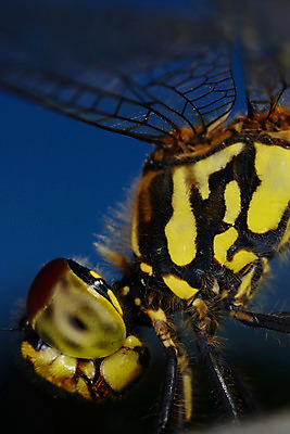포토 JPG 주간 한마리 곤충 절지류 자연 근접촬영 사람없음 야외 벌레 벌 국내포토 자연요소 동물 1 뷰포인트 생태계 파일형식