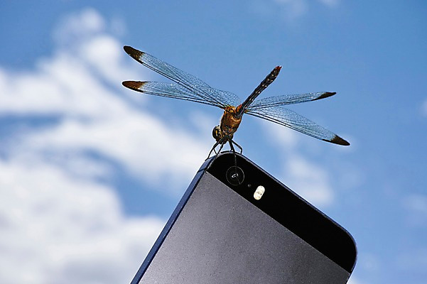 포토 JPG 주간 한마리 곤충 절지류 자연 근접촬영 사람없음 야외 스마트폰 벌레 잠자리 국내포토 자연요소 동물 1 뷰포인트 핸드폰 스마트기기 생태계 파일형식