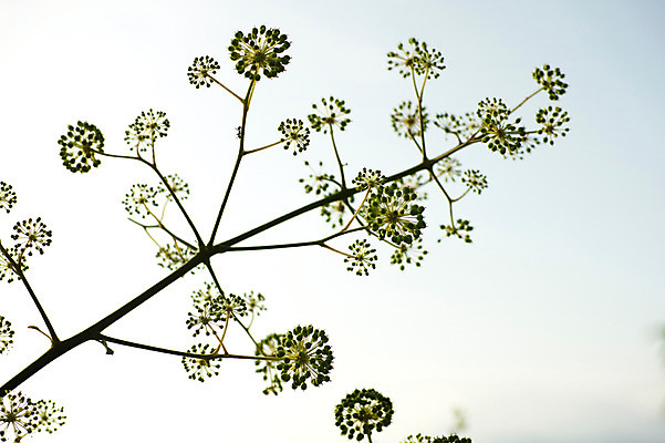 포토 JPG 주간 나무 식물 열매 꽃 자연 하늘 사람없음 야외 나뭇가지 국내포토 자연요소 생태계 파일형식