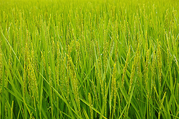 포토 JPG 주간 식물 컬러 잎 자연 논 사람없음 야외 초록색 벼 국내포토 자연요소 농업 곡류 생태계 파일형식