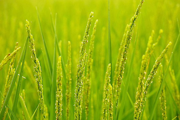 포토 JPG 주간 식물 컬러 잎 자연 논 사람없음 야외 초록색 벼 풀 국내포토 자연요소 농업 곡류 생태계 파일형식