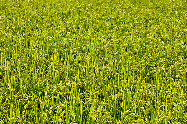 포토 JPG 주간 식물 컬러 잎 자연 논 사람없음 야외 초록색 벼 풀 국내포토 자연요소 농업 곡류 생태계 파일형식