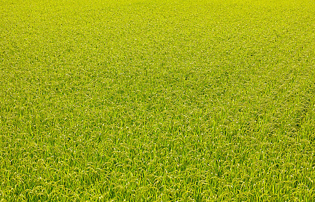포토 JPG 주간 식물 컬러 잎 자연 논 사람없음 야외 초록색 벼 풀 국내포토 자연요소 농업 곡류 생태계 파일형식