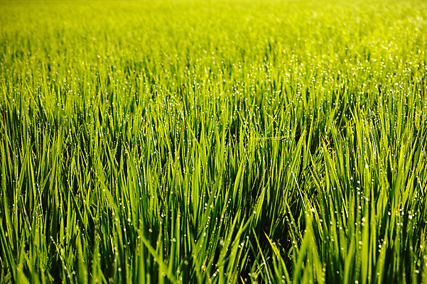 포토 JPG 주간 식물 컬러 잎 자연 논 사람없음 야외 초록색 벼 물방울 풀 국내포토 자연요소 농업 곡류 생태계 파일형식