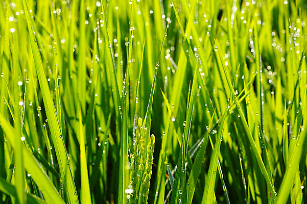 포토 JPG 주간 식물 컬러 잎 자연 논 초원 사람없음 야외 초록색 물 쌀 물방울 풀 이슬 국내포토 자연요소 농업 곡류 생태계 파일형식