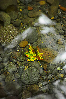 포토 JPG 주간 식물 단풍 자연 나뭇잎 사람없음 야외 물 돌_바위 개울 국내포토 자연요소 잎 강 생태계 파일형식