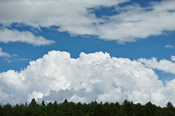 포토 JPG 주간 나무 구름 하늘 사람없음 야외 뭉게구름 국내포토 자연요소 식물 파일형식 구름_자연