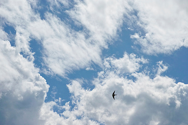 포토 JPG 주간 구름 한마리 조류 하늘 사람없음 야외 비행 국내포토 자연요소 동물 1 파일형식