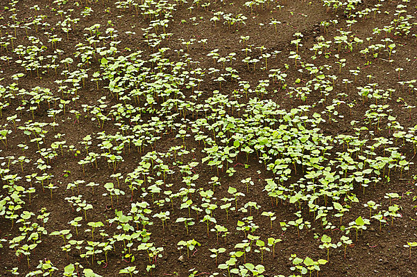 포토 JPG 주간 식물 컬러 잎 밭 자연 사람없음 야외 초록색 새싹 성장 국내포토 자연요소 농업 생태계 파일형식