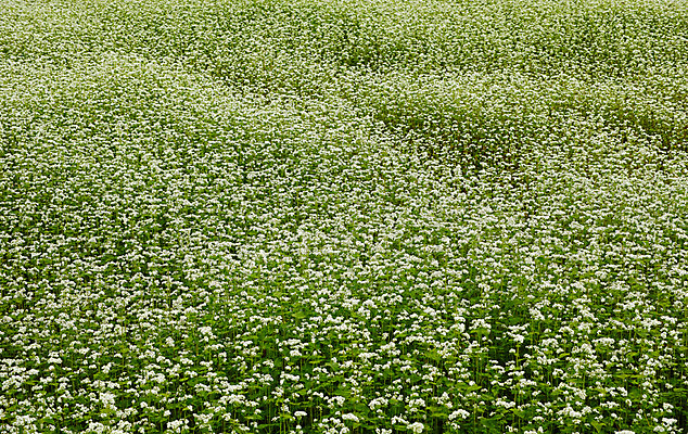 포토 JPG 주간 식물 꽃 컬러 자연 사람없음 야외 흰색 풀 안개꽃 국내포토 자연요소 생태계 한해살이풀 파일형식
