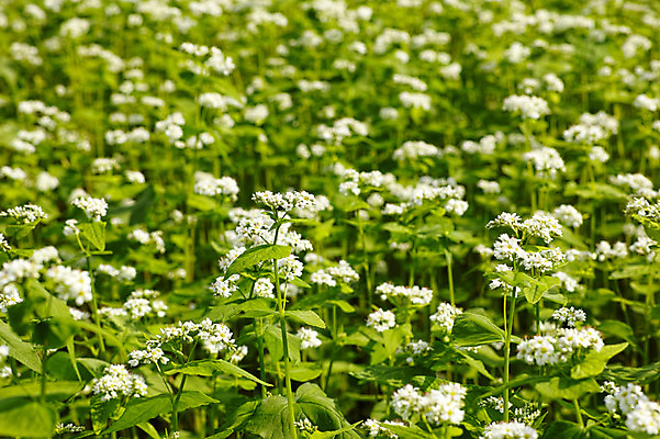 포토 JPG 주간 식물 꽃 컬러 잎 꽃밭 자연 사람없음 야외 흰색 풀 국내포토 자연요소 생태계 파일형식