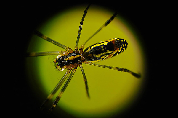 포토 JPG 주간 한마리 곤충 절지류 자연 근접촬영 사람없음 야외 벌레 거미 국내포토 자연요소 동물 1 뷰포인트 생태계 파일형식