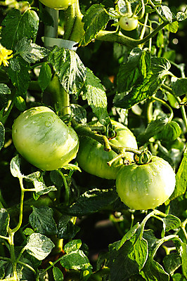 포토 JPG 주간 식물 컬러 잎 토마토 채소 사람없음 야외 초록색 국내포토 자연요소 파일형식