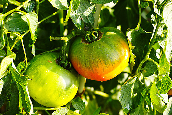 포토 JPG 주간 식물 컬러 잎 토마토 채소 사람없음 야외 초록색 국내포토 자연요소 파일형식