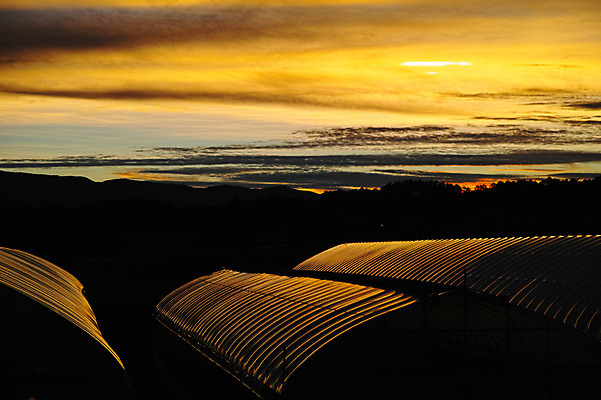 포토 JPG 주간 구름 자연 하늘 풍경 사람없음 야외 노을 비닐하우스 국내포토 자연요소 농업 생태계 파일형식