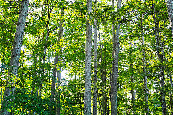 포토 JPG 주간 나무 식물 자연 풍경 사람없음 야외 숲 국내포토 자연요소 생태계 파일형식