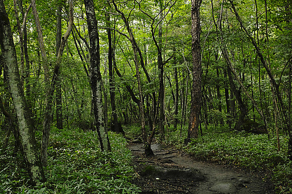 포토 JPG 주간 나무 식물 길 자연 풍경 사람없음 야외 숲 국내포토 자연요소 생태계 파일형식