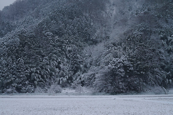 포토 JPG 주간 나무 식물 계절 겨울 자연 산 풍경 사람없음 야외 설원 눈 국내포토 자연요소 날씨 눈_날씨 생태계 파일형식