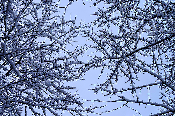 포토 JPG 주간 나무 식물 계절 컬러 겨울 자연 사람없음 야외 흰색 나뭇가지 눈 국내포토 자연요소 날씨 생태계 파일형식