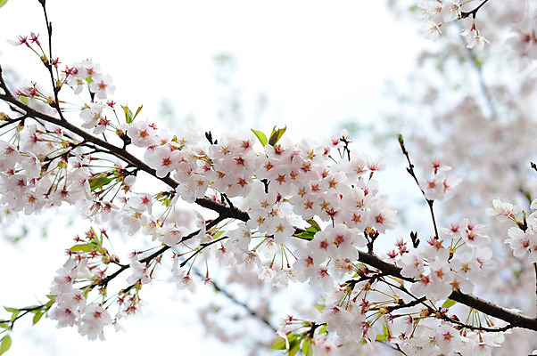 포토 JPG 주간 나무 식물 꽃 컬러 자연 근접촬영 사람없음 야외 벚꽃 흰색 나뭇가지 국내포토 자연요소 뷰포인트 생태계 파일형식