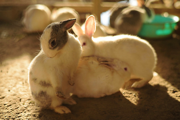 포토 JPG 주간 동물 육지동물 야생동물 포유류 세마리 사람없음 야외 토끼 반려 국내포토 자연요소 3 반려동물 파일형식