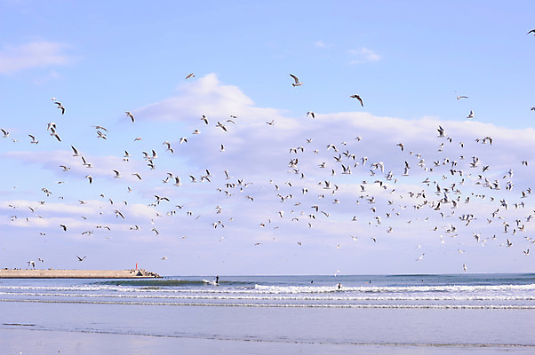 포토 JPG 주간 구름 바다 여러마리 조류 하늘 사람없음 야외 비행 국내포토 자연요소 동물 다수 파일형식