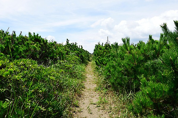 포토 JPG 주간 식물 구름 길 자연 하늘 풍경 사람없음 야외 국내포토 자연요소 생태계 파일형식