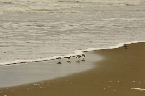 포토 JPG 주간 모래 파도 바다 여러마리 자연 조류 풍경 해변 사람없음 야외 모래사장 국내포토 자연요소 동물 다수 생태계 파일형식